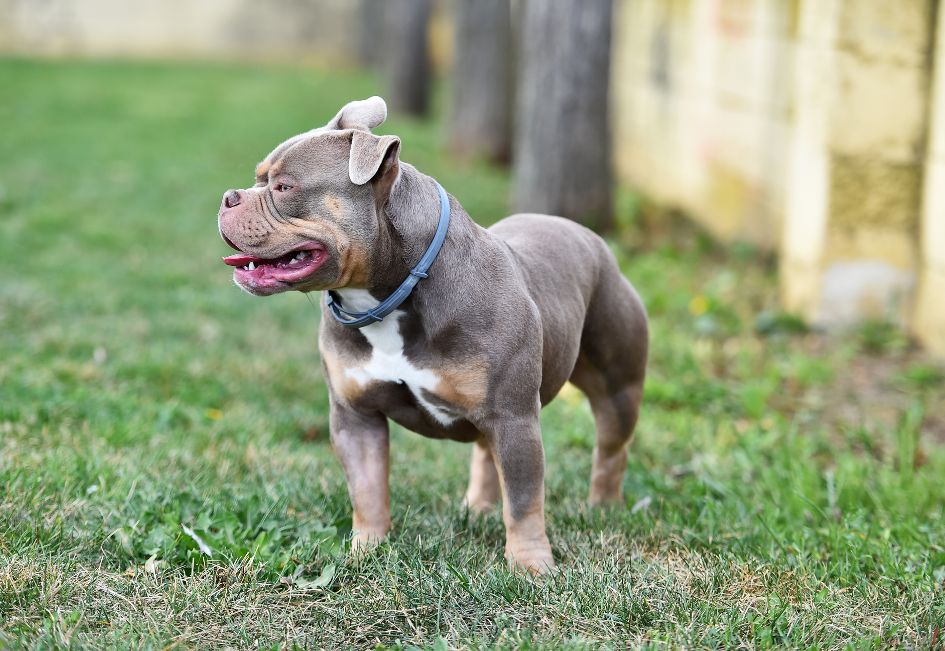 Tout savoir sur l'american Bully